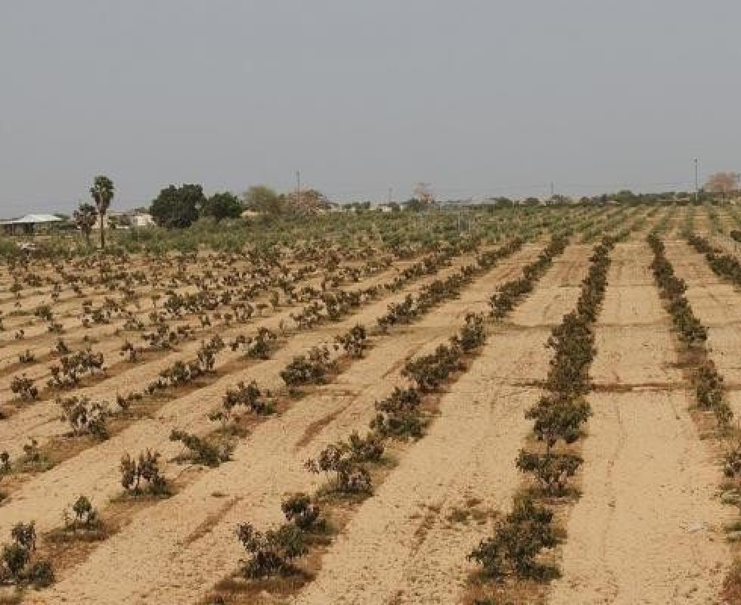 اراضي المندوب.jpeg