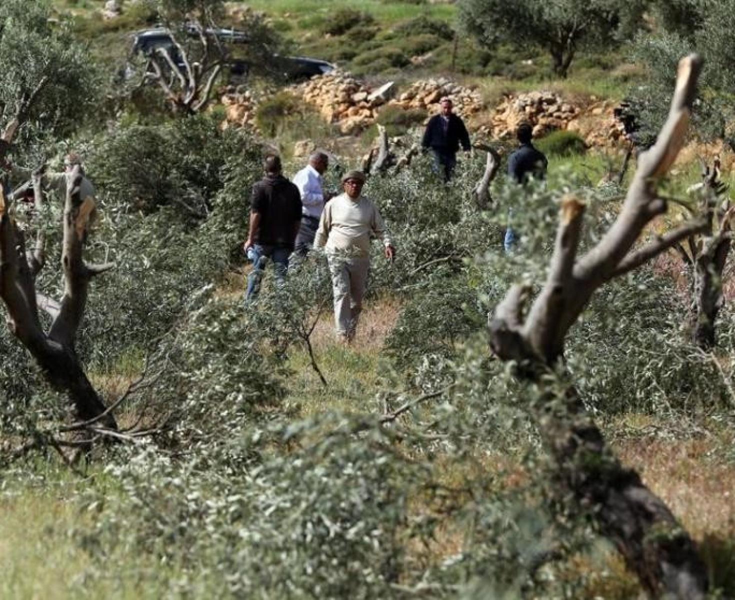 مستوطنون يتلفون محاصيل زراعية جنوب الخليل