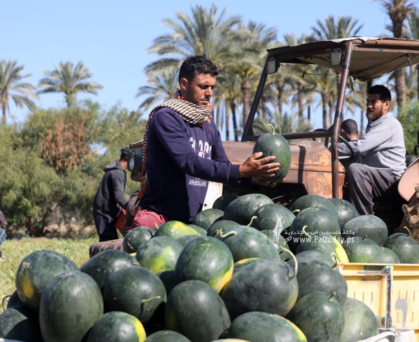 موسم قطف البطيخ في قطاع غزة (6).jpg