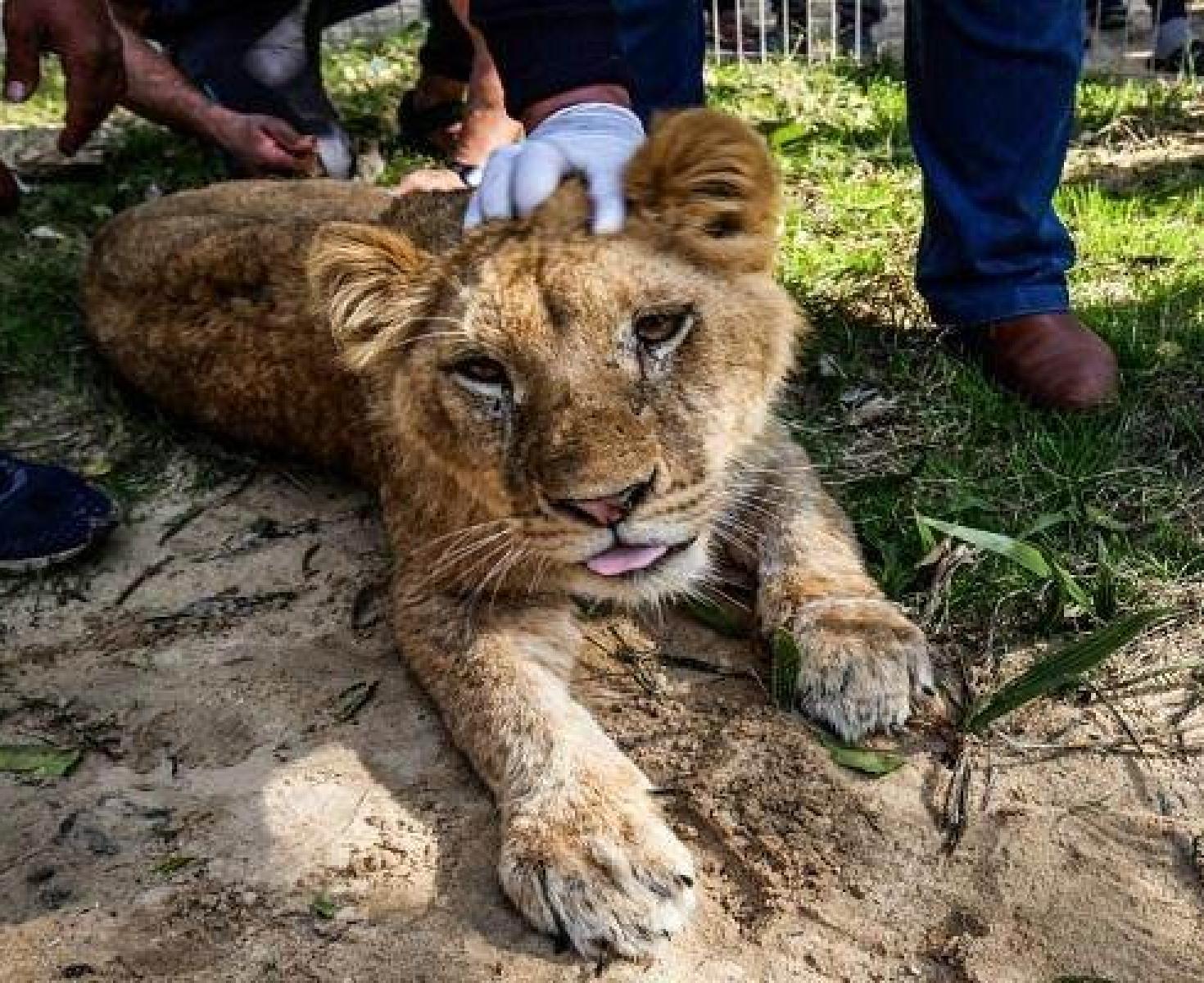 اسد اصداء.jpg