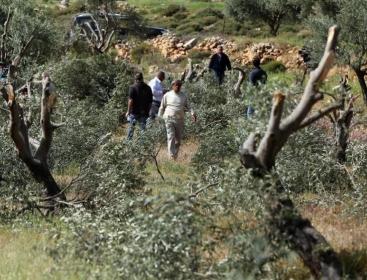 مستوطنون يتلفون محاصيل زراعية جنوب الخليل