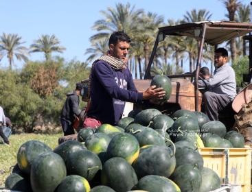 موسم قطف البطيخ في قطاع غزة (6).jpg