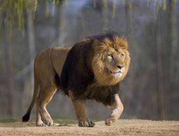 وفاة طفل بعضة أسد في مدينة أسداء جنوب قطاع غزة