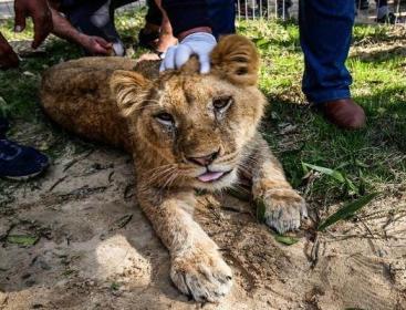 اسد اصداء.jpg