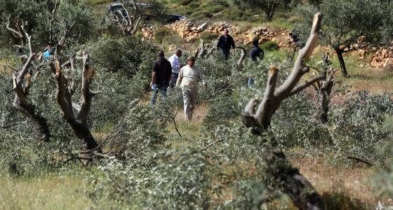 مستوطنون يقتلعون أشجار الزيتون- ارشيفية.jpg