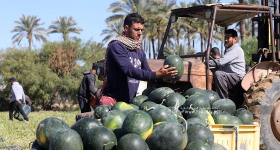 موسم قطف البطيخ في قطاع غزة (6).jpg