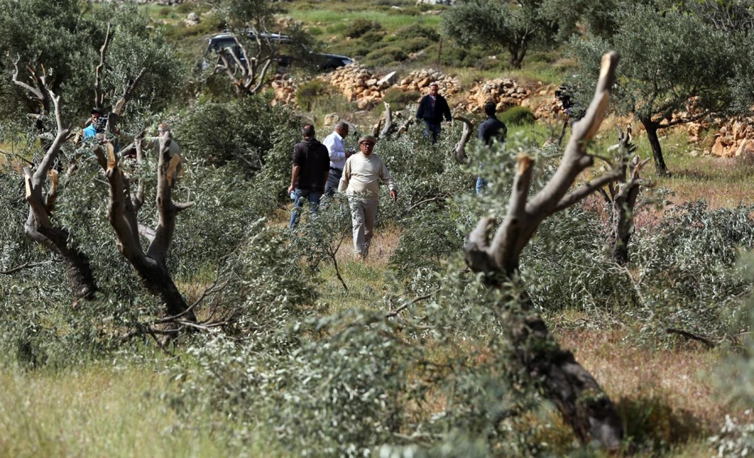 مستوطنون يقتلعون أشجار الزيتون- ارشيفية.jpg