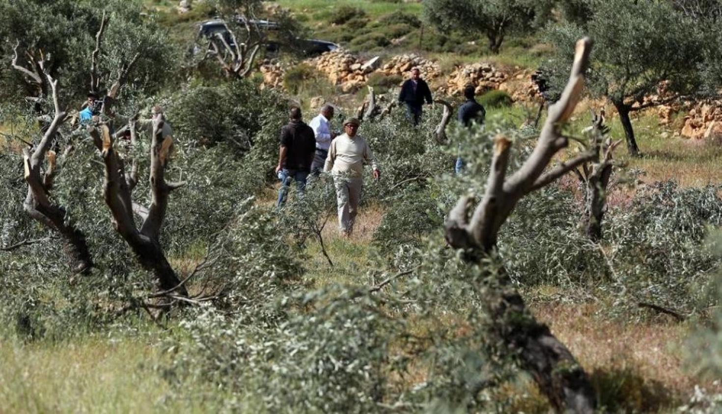 مستوطنون يتلفون محاصيل زراعية جنوب الخليل